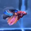 Betta Candy Koi juvenil con tonos azules y naranjas
