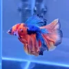 Betta Candy Koi con azul metálico y rojo intenso