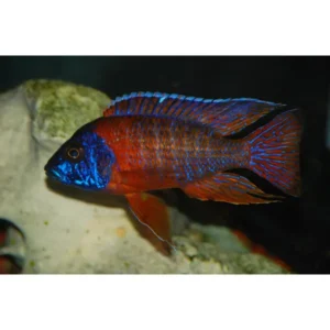 Aulonocara Rubin Red macho importado con cuerpo rojo y cabeza azul intensa en acuario