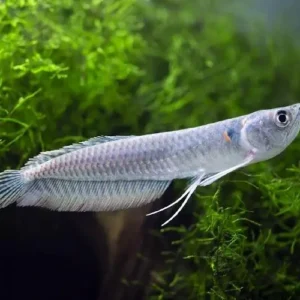 Arowana Silver nadando en acuario, de cuerpo alargado y escamas metálicas brillantes.
