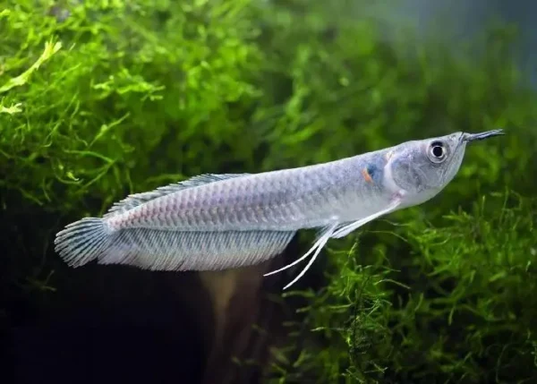 Arowana Silver nadando en acuario, de cuerpo alargado y escamas metálicas brillantes.