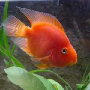Pez perico rojo nadando en acuario con fondo natural.