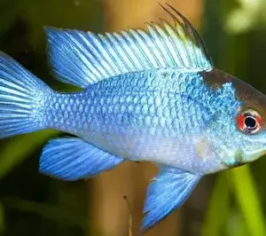 Ramirezi Electric Blue nadando entre plantas acuáticas.