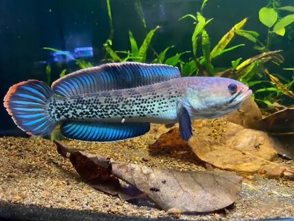 Channa Stewartii con cuerpo moteado y aletas azules en acuario plantado