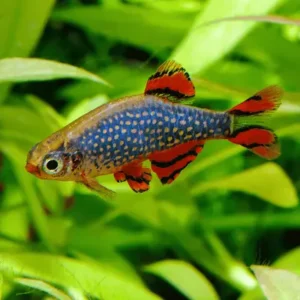 Rasbora Galaxy con puntos perlados y aletas naranjas