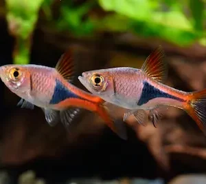 Rasbora Arlequín con cuerpo rosado metálico y mancha negra