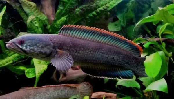 Channa Limbata Lawu nadando en acuario plantado, destacando sus aletas rojizas y cuerpo moteado oscuro