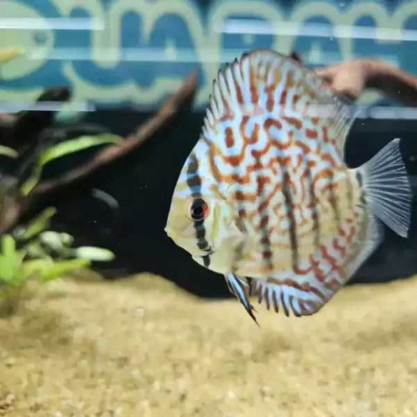 Pez Disco Tiger Tiger importado con patrón rayado naranja sobre fondo claro en un acuario plantado.